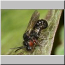 Smicromyrme rufipes - Rotbeinige Spinnenameise 06a 5-9mm Paarung.jpg